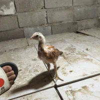 جوجه لاری اصیل