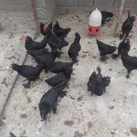 جوجه یه روزه مرندی اصیل|حیوانات مزرعه|جوادآباد, |دیوار