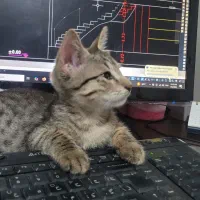 گربه گم شده در استقامت ۱