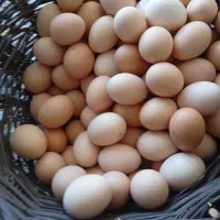 فروش تخم مرغ خانگی فقط 11تومان