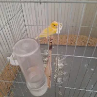 قناری ماده جفتی سهره