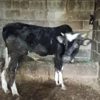 فروش گوسالا|حیوانات مزرعه|نوشهر, |دیوار