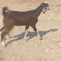 بز کهره دار