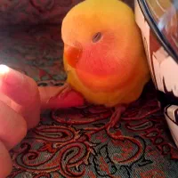 کوتوله برزیلی جوجه|پرنده|اصفهان, سرچشمه|دیوار