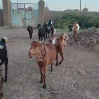 فروش ویژه بزهای پاکستانی چند قلو زا وبزهای شیری