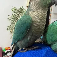 پرنده طوطی گرینویچک تراکوسیس