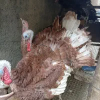 بوقلمون  محلی