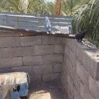 کفتر یک عددزاغ یکی سوریکی کله سبز