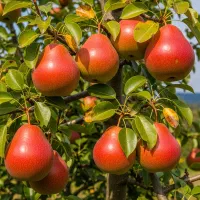 نهال آلو شابلون،زودبازده، پربار و محبوب بازار میوه|خدمات باغبانی و درختکاری|گرمی, |دیوار