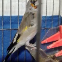 سره قناری و سهره کرمانی نر قفسی