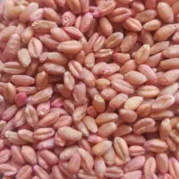 بذر گندم مادری رقم پیشگام اصلاح شده