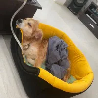 سگ آشپیتز ماده