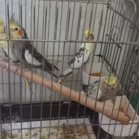 طوطی عروس وقناری