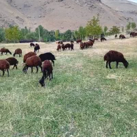 فروش ۵عدد بره نر