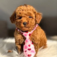 سگ توی پودل 75 روزه با پاسپورت