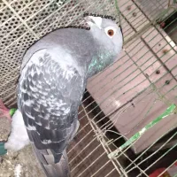 مسافتی|پرنده|مینودشت, |دیوار