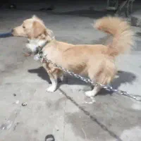 سگ بوجی اشپیتز