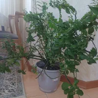 گل وگلدان|گل و گیاه طبیعی|اصفهان, گلستان|دیوار
