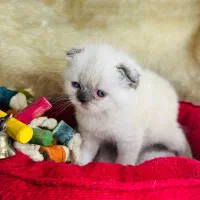 اسکاتیش همالین