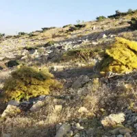 جاشیر|حیوانات مزرعه|دهدشت, |دیوار