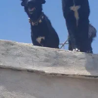 نژاددار با اصالت