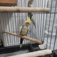 عروس هلندی|پرنده|کهریزک, |دیوار