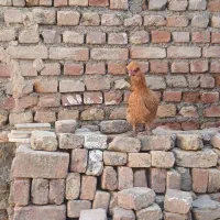 حیوانات مزرعه