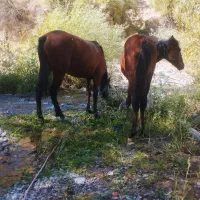 یک عدد مادیان همراه با کره مادیان وآبستن|اسب و تجهیزات اسب‌سواری|سی‌سخت, |دیوار