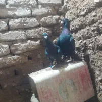مسافتی