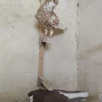 جفت خوش رنگ بدون عیب|پرنده|مرودشت, ابوذر شمالی‎|دیوار