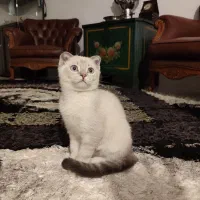 اسکاتیش فولد ۳ ماهه