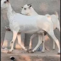 بز دوعدد هر دو ابستن|حیوانات مزرعه|بندرعباس, |دیوار