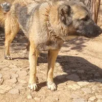 سگ گوسفندی