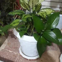 گلهای شاداب و سرحال و براق پتوس وقاشقی