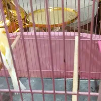 قناری نر سوپری درشت