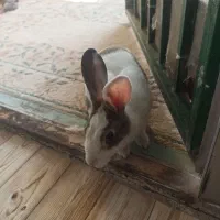 خرگوش باقفس|موش و خرگوش|محمدشهر, ولدآباد|دیوار