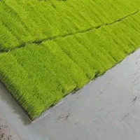شالی ندا آماده دروو