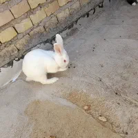 دو عدد خرگوش خیلی خوشگل|موش و خرگوش|زارچ, |دیوار