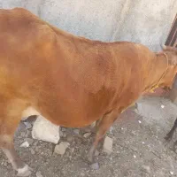 گاو
