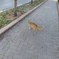 پیدا شده در بوستان غنچه|حیوانات|مشهد, چهارچشمه|دیوار