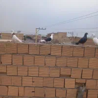 دوکتی بلقاری