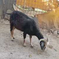 بز جوان ،گوسفند.بزغاله