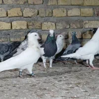 رنگی پلاکی|پرنده|یزد, |دیوار