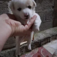 توله پامر ماده