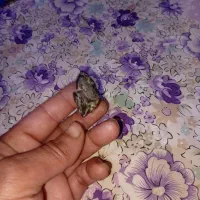 سنگ قدیمی|کلکسیون اشیاء عتیقه|کارون, |دیوار