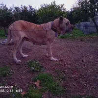 ماده سگ اصیل خراسانی|سگ|ساری, |دیوار