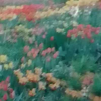 مشاوره نویسندگی