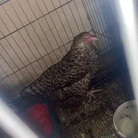 معاوضه با عروس هلندی