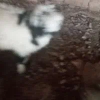 بیگ وبره فروشی است