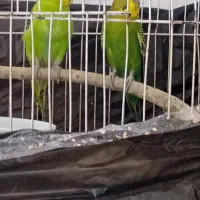 جفت مرغ عشق بشرط